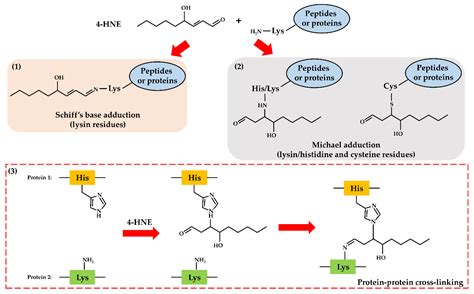 Modulation of the Oxidative Stress and Lipid Peroxidation by ...