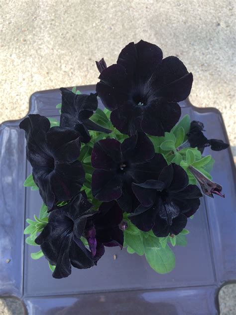 Pin on Gardening/Plants in 2024 | Black petunias, Dark flowers, Purple ...