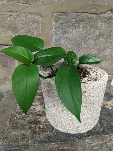 Community Programs — Perkiomen Watershed Conservancy