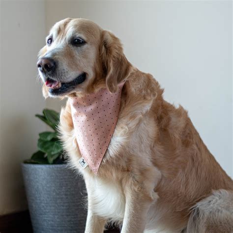 Cotton dog bandana | Pet supplies online | Poochmate – PoochMate
