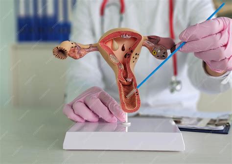 Gynecologist and anatomy of the uterus and cervix and tests Cytological ...