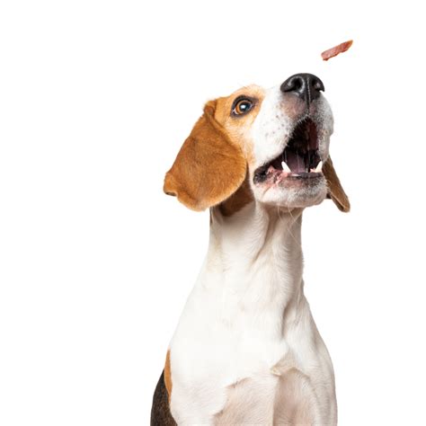 Ashby Animal Clinic | Harrisonburg, VA