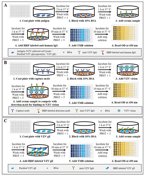 Current Methods for the Detection of Antibodies of Varicella-Zoster ...