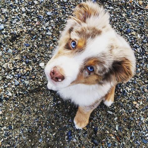 Red Merle Blue Merle Miniature Australian Shepherd