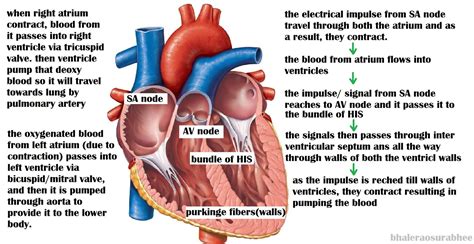 Natural pacemaker and component structures area)Purkinjefibres,AVN,SAN ...