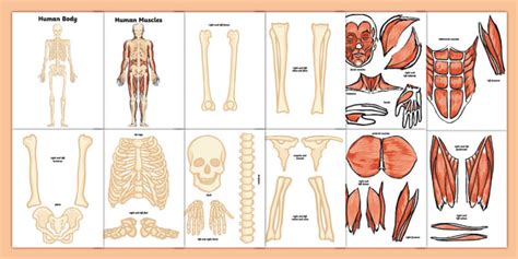 Musculoskeletal System Activity (teacher made)