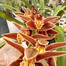 Best Top Rated Orchid farm in Shillong, Meghalaya, India | Yappe.in