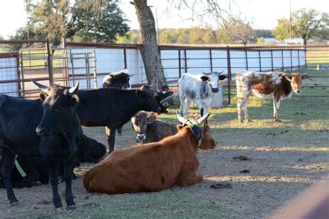 4C'S RODEO RANCH & RV PARK (Stephenville) - Campground Reviews & Photos ...