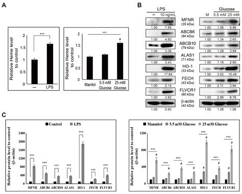 New Insights into the Pivotal Role of Iron/Heme Metabolism in TLR4/NF ...