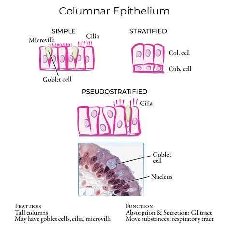 Pseudostratified Epithelial Tissue Labeled