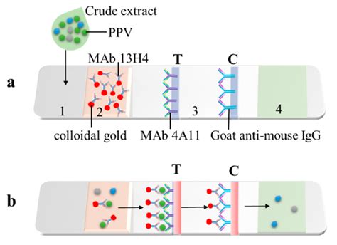 Development of Dot-ELISA and Colloidal Gold Immunochromatographic Strip ...