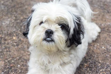 Shih Tzu Black And White