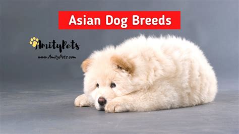 27 Asian Dog Breeds [most popular Asian dogs with pictures] – Amity Pets
