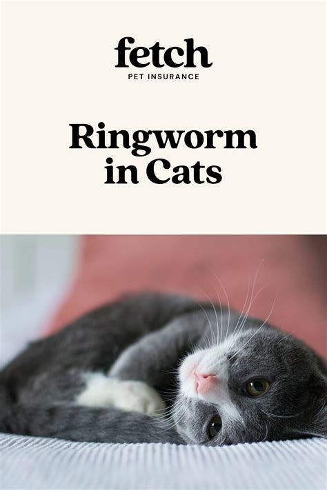 Best 13 Ringworm in cats: symptoms and treatment – Artofit