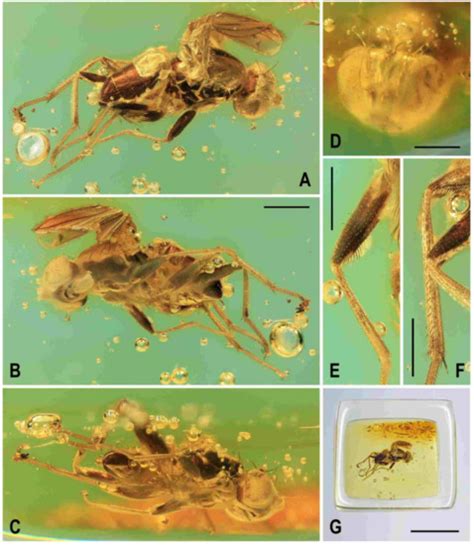 Insects | December 2021 - Browse Articles