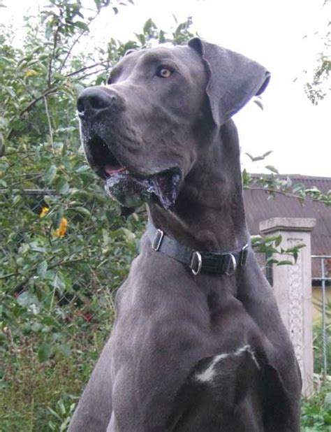Deutsche Dogge Doggenwelpen in blau in Holbach | Tiere | Kleinanzeigen