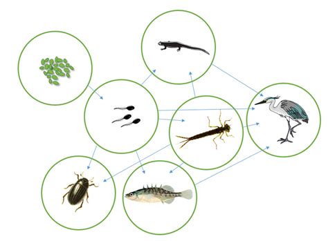 What Birds Eat Tadpoles: A Complete List Of Aquatic Predators