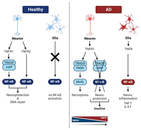 NF-κB in Alzheimer’s Disease: Friend or Foe? Opposite Functions in ...