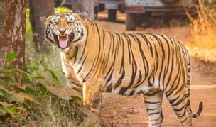 Tadoba Tour with Irai Lake Boat Safari