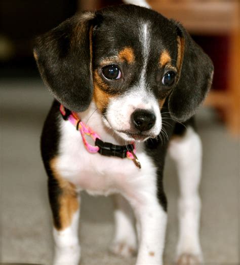 Olde English Pocket Beagle - Cute Beagle Puppies and Gifts