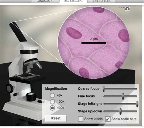 Image result for How to Add Scale Bar On Micrograph