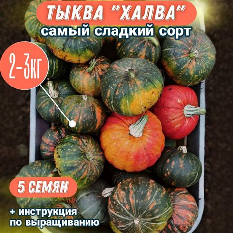Тыква "Халва"