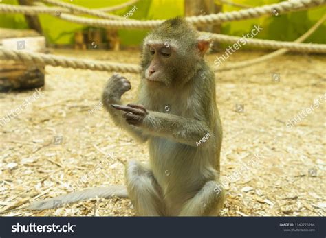 Monkey Gives Middle Finger People Stock Photo 1140725264 | Shutterstock
