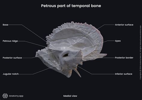 Petrous part of temporal bone (medial view) | Media Library | Anatomy.app | Learn anatomy | 3D ... - petrous portion of temporal bone