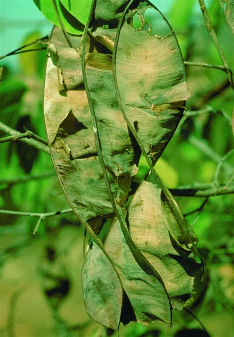 Lysiloma tergeminum Benth. | Plants of the World Online | Kew Science