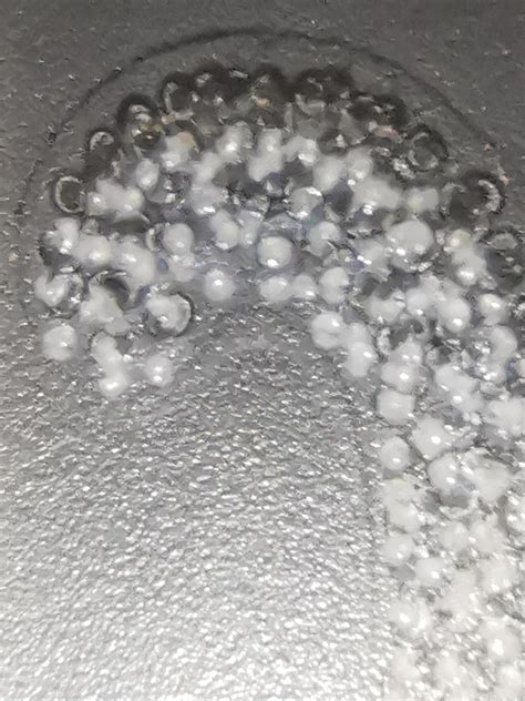 Cool (bladder?) snail eggs close up : r/AquaticSnails