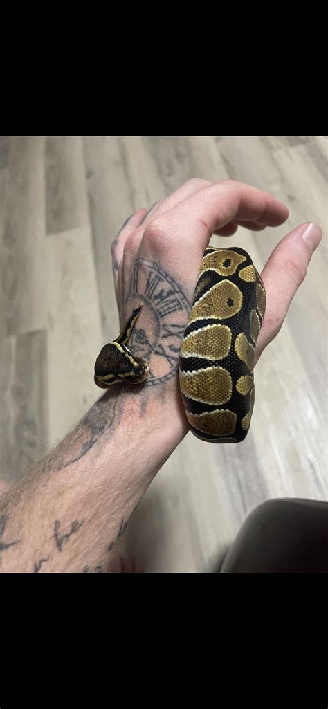 Image result for Female Pastel Ball Python