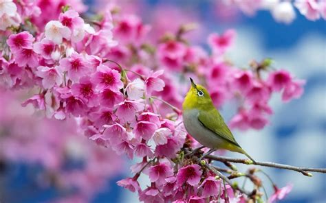 Spring Birds Desktop 的图像结果
