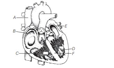 Identify A-F in the given diagram of human heart and choose the correct ...
