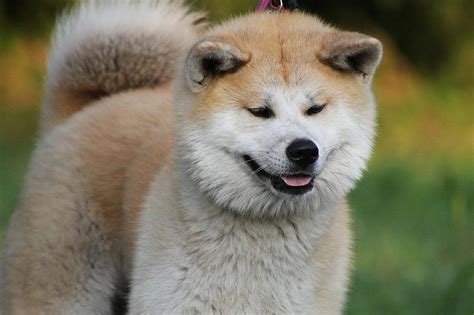 关于秋田犬名字的来源 |狗狗品种-波奇网百科大全