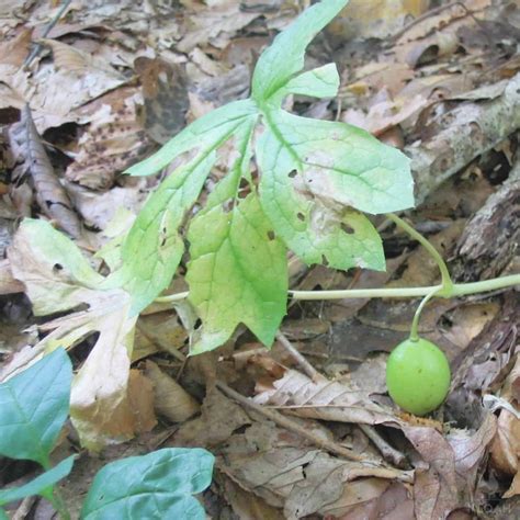 Wild Foraging: Mayapples • New Life On A Homestead