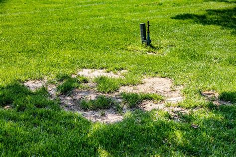 How To Fix Bare Spots In St.Augustine Grass | Storables