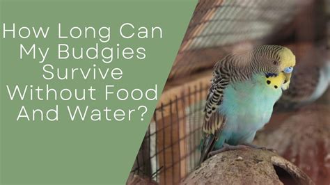 How Long Can My Budgies Survive Without Food And Water? - Budgie Fly