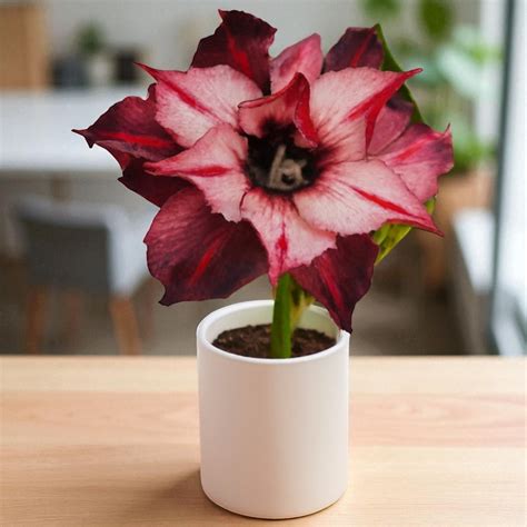 Adenium R229 – Plant Orbit