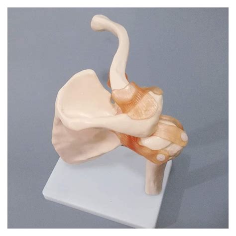 Buy Body Model Medical Shoulder Anatomy Model With Functional Ligaments ...