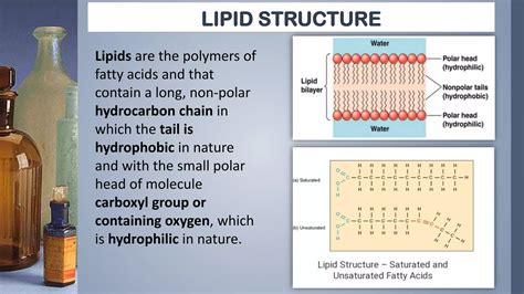 Lipids Are Polymers