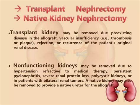 What Does Native Kidney Mean A Simple Medical Definition