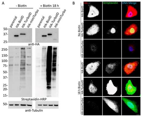 Comparative Application of BioID and TurboID for Protein-Proximity ...