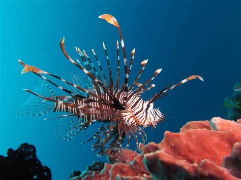Why Are Lionfish Invasive | Lionfish In The Florida Keys