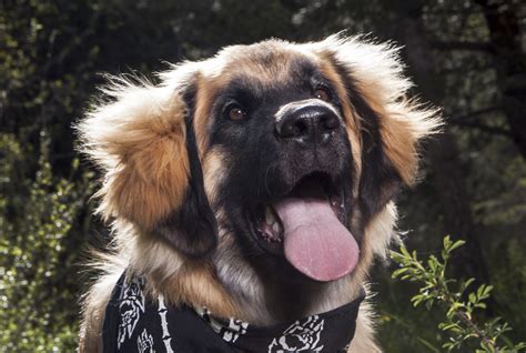 10 Gentle Giant Dog Breeds for Loving Families