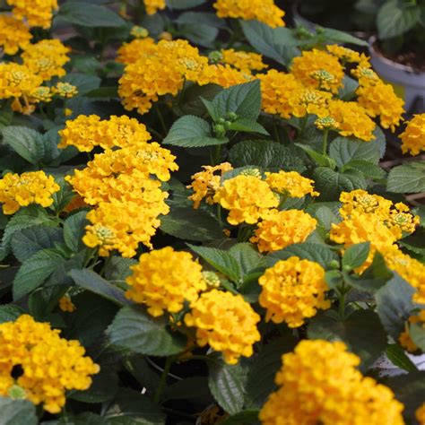 Yellow Lantana Ground Cover Plants Gold Mound Lantana | Shrubs | Moon