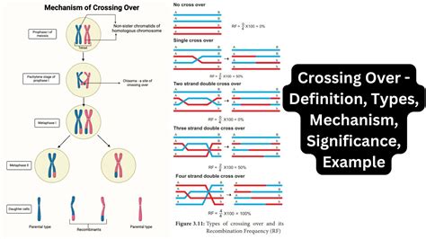 Chargaff’s Rules - First and Second Rule - Biology Notes Online