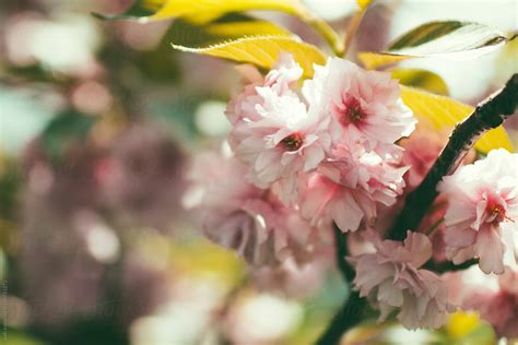 Spring Tree 的图像结果