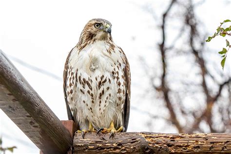 Juvenile Red Tailed Hawk