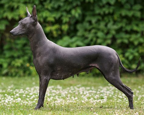 18 Captivating Facts About Xoloitzcuintli (Mexican Hairless) - Facts.net