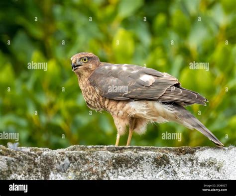Female sparrow hawk feeding on her caught prey Stock Photo - Alamy